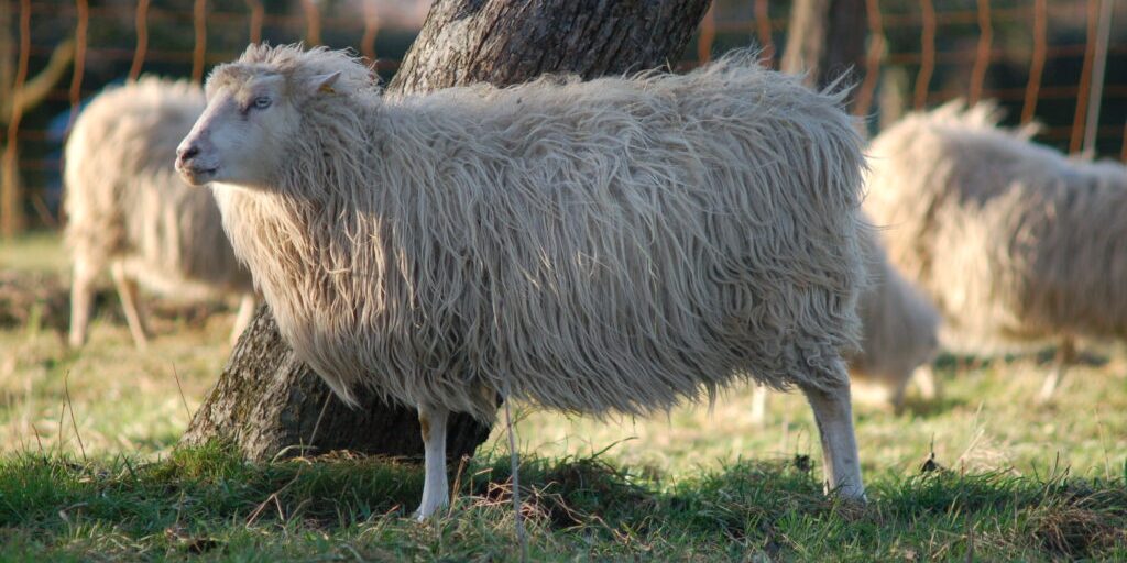 Alte Rassen: Zwischen Herzblut und Herdenschutz