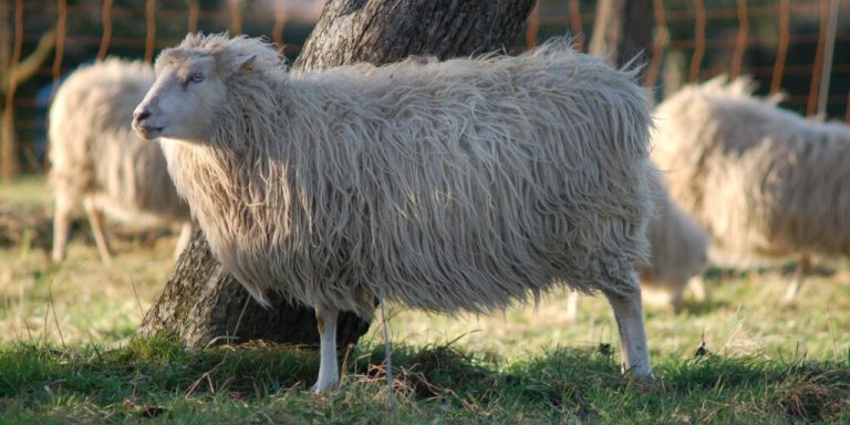 Alte Rassen: Zwischen Herzblut und Herdenschutz